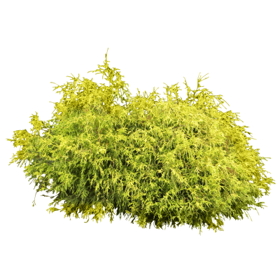 Bush Plant Free Cut Out PNG Images