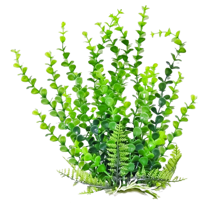 Plants Clipart Photos PNG PNG Images