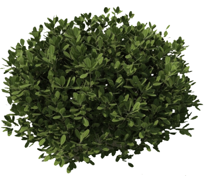 Plants Cut Out Png PNG Images