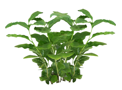 Plants Free Transparent Png PNG Images