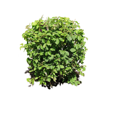 Plants Photo HD Png PNG Images