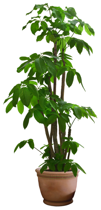 Plants Photos PNG Images