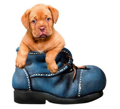 Baby Puppy Dog in Big Shoes Png Transparent image PNG Images