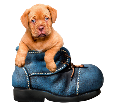 Baby Puppy Dog In Big Shoes Png Transparent Image PNG Images