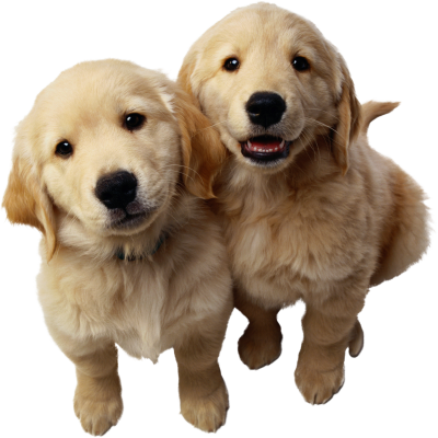 Cute Puppy Dog Png PNG Images