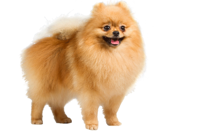 Puppy Fluffy Feather Png PNG Images