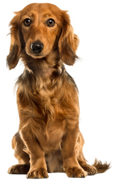 Puppy Png 8 PNG Images