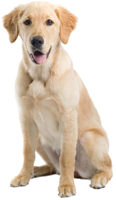 Puppy Sweety Transparent Dog Png PNG Images