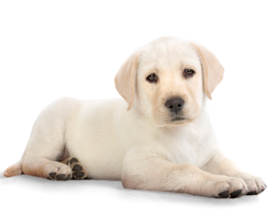 White Baby Puppy Png PNG Images