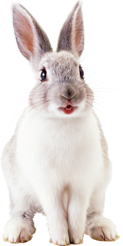 Rabbit Hd Photo PNG Images