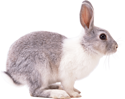 Rabbit transparent picture images only png
