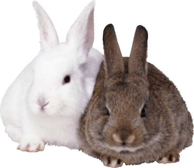 Rabbit images rabbits image png