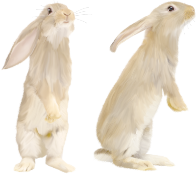 Rabbit clipart hd images, pictures download png
