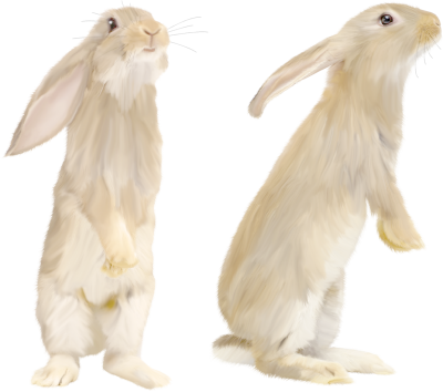 Rabbit Clipart Hd PNG Images