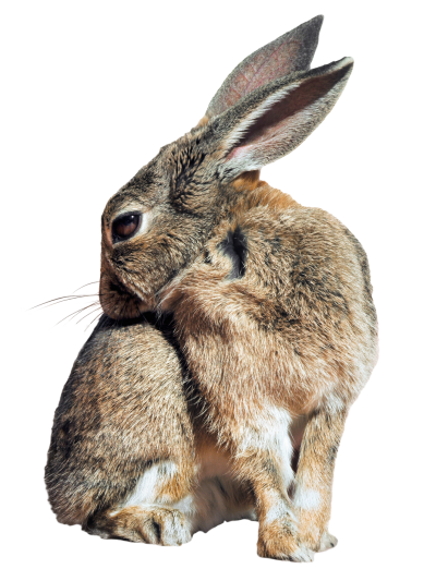 Rabbit transparent background 11 bunny image png