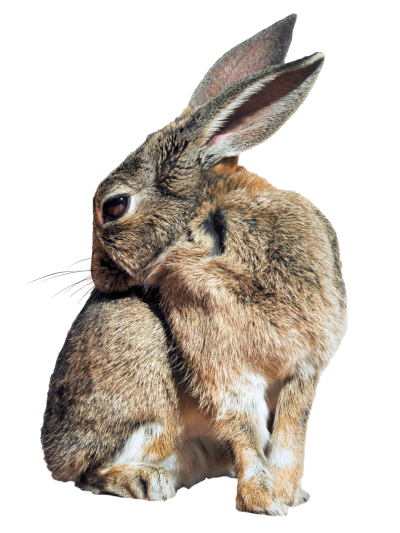 Rabbit Transparent Background 11 PNG Images