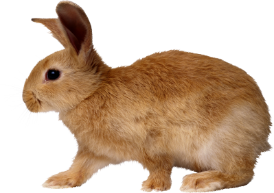 Rabbit Vector PNG Images