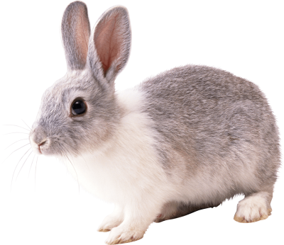 Rabbit Free Download Transparent PNG Images