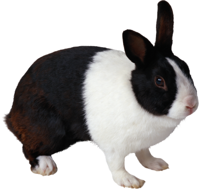 Rabbit Cut Out 4 PNG Images