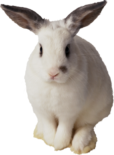 Rabbit Best PNG Images
