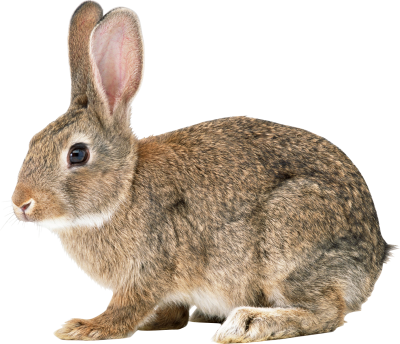 Rabbit Cut Out PNG Images