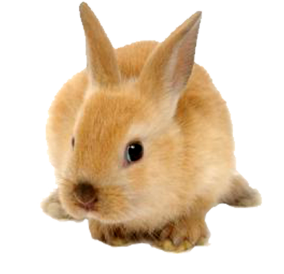 Rabbit cut out 16 ba images galleries with png