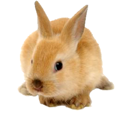 Rabbit Cut Out 16 PNG Images