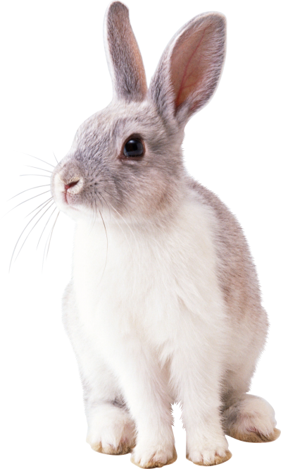 Rabbit Cut Out 6 PNG Images