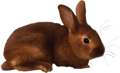 Rabbit Cut Out 20 PNG Images