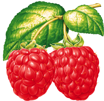 The branch raspberry image two raspberries on png