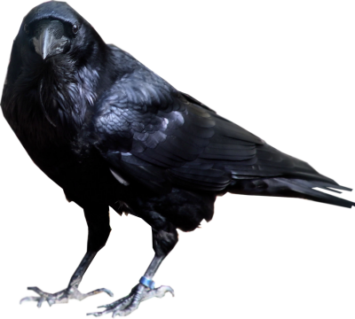 Pre Cut Raven Pictures PNG Images