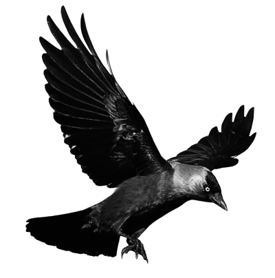 Raven Flying Transparent Png PNG Images