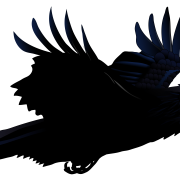 Some Interesting Facts About Raven, Blak Pigeon Pictures PNG Images