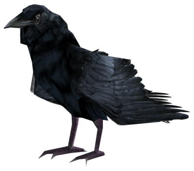 Raven Free Download Transparent PNG Images