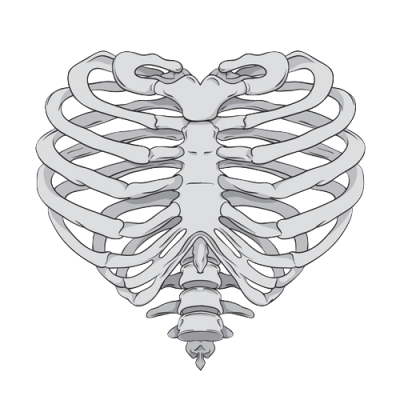 Brustkorb, Skelett, Grau, Heart It Heart, Ribcage Png PNG Images