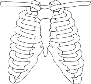 Front Rib Cage Clipart At Pic PNG Images