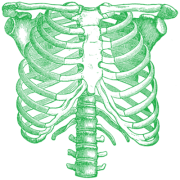 Green Rib Cage Png Transparent Images PNG Images