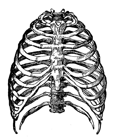 Rib Cage Illustration Transparent Png PNG Images