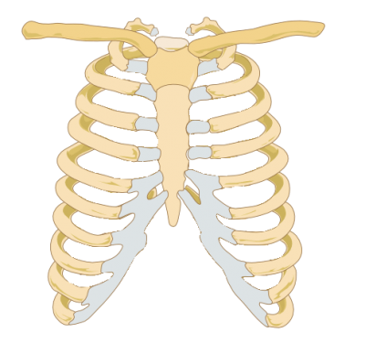 Rib Cage Images PNG Images