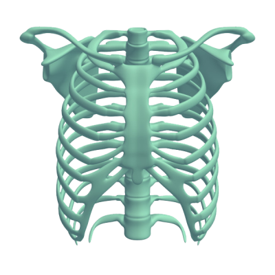 Rib Cage Png Transparent PNG Images
