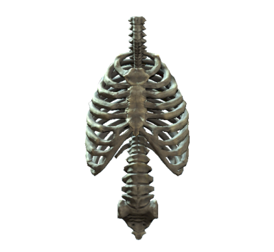 Rib Cage Png Transparent Images PNG Images