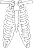 Rib1 Clip Art At Images PNG Images