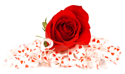 Rose Flowers Cut Out Background PNG Images