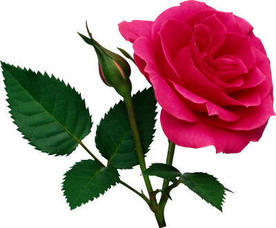 Pink Rose Clipart Transparent PNG Images