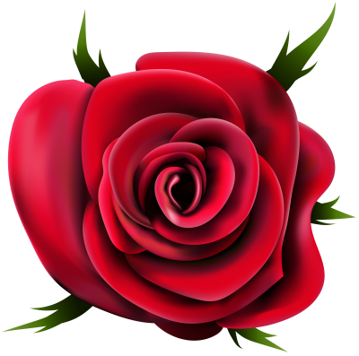 Valentine Rose Png PNG Images