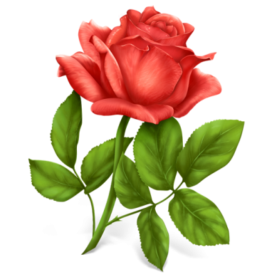 Single Rose Free Download Transparent PNG Images