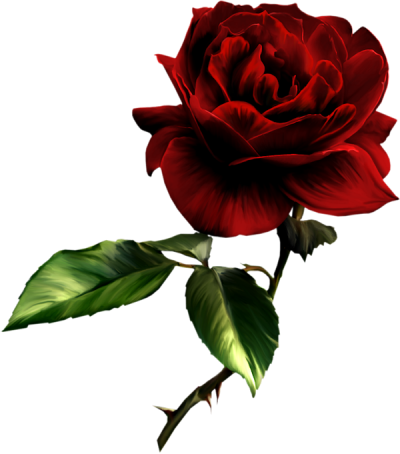 Red rose png images