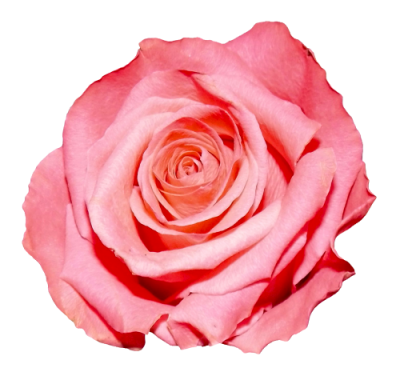 Rose Free Download Png PNG Images