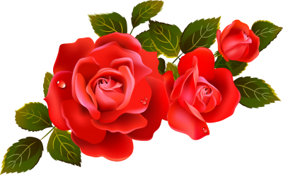 Rose Transparent Background PNG Images