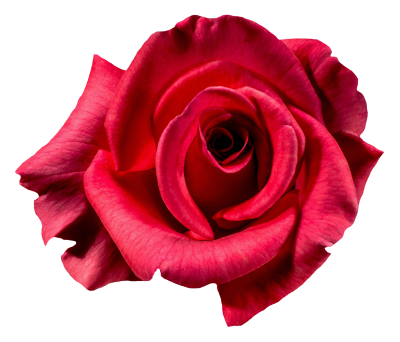 Rose Picture Flowers PNG Images
